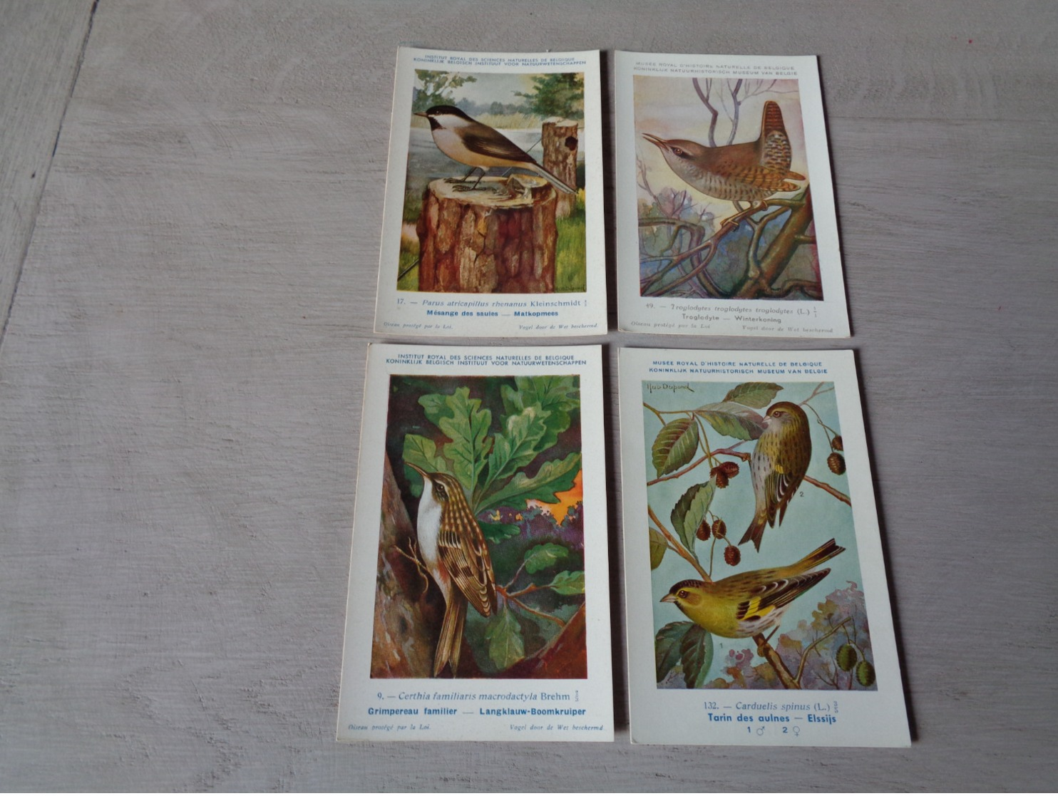 Beau Lot De 20 Cartes Postales Oiseaux  Oiseau  Illustrateur H.Dupond     Mooi Lot Van 20 Postkaarten Van Vogels  Vogel - 5 - 99 Postkaarten