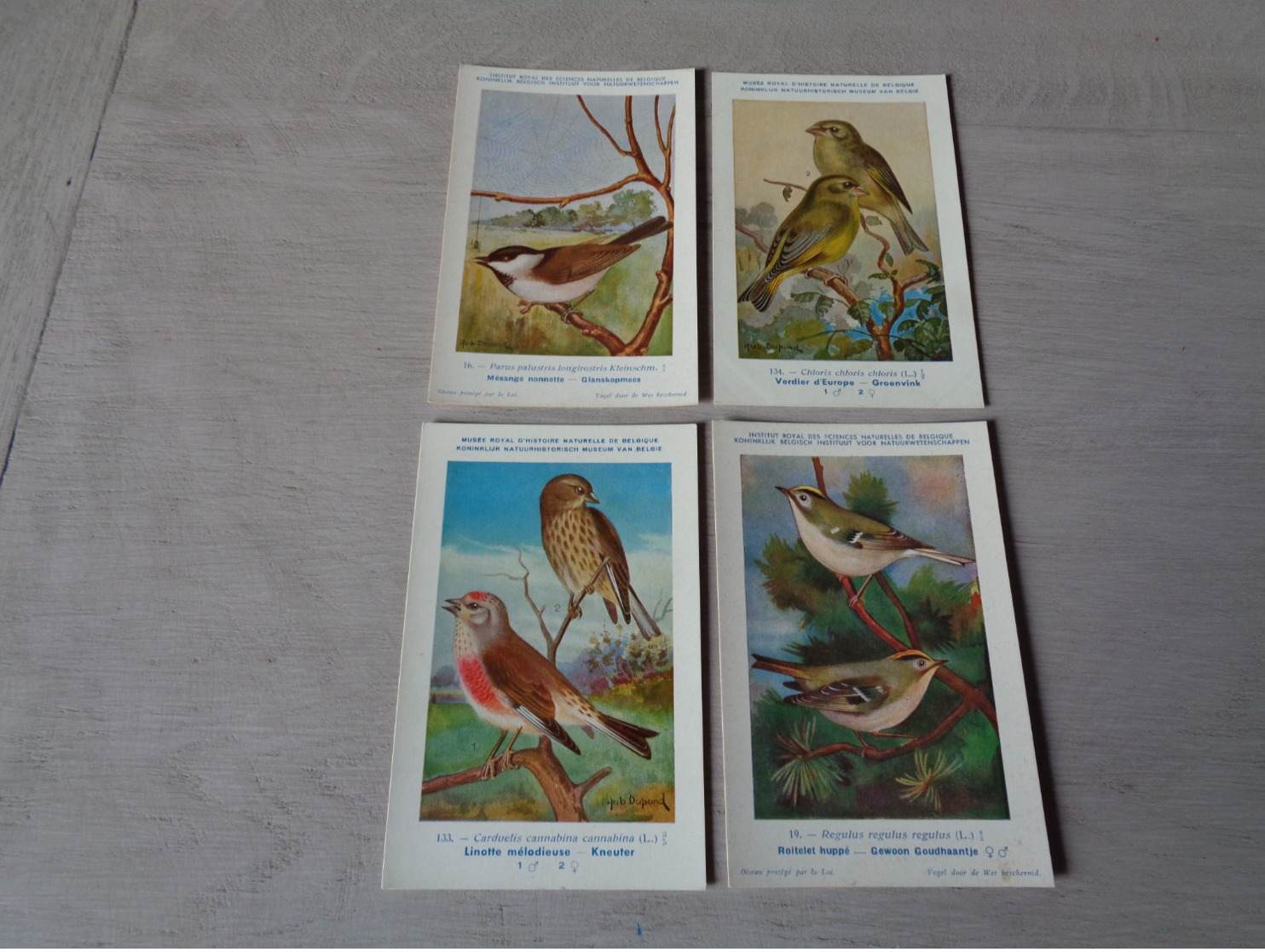 Beau Lot De 20 Cartes Postales Oiseaux  Oiseau  Illustrateur H.Dupond     Mooi Lot Van 20 Postkaarten Van Vogels  Vogel - 5 - 99 Postales