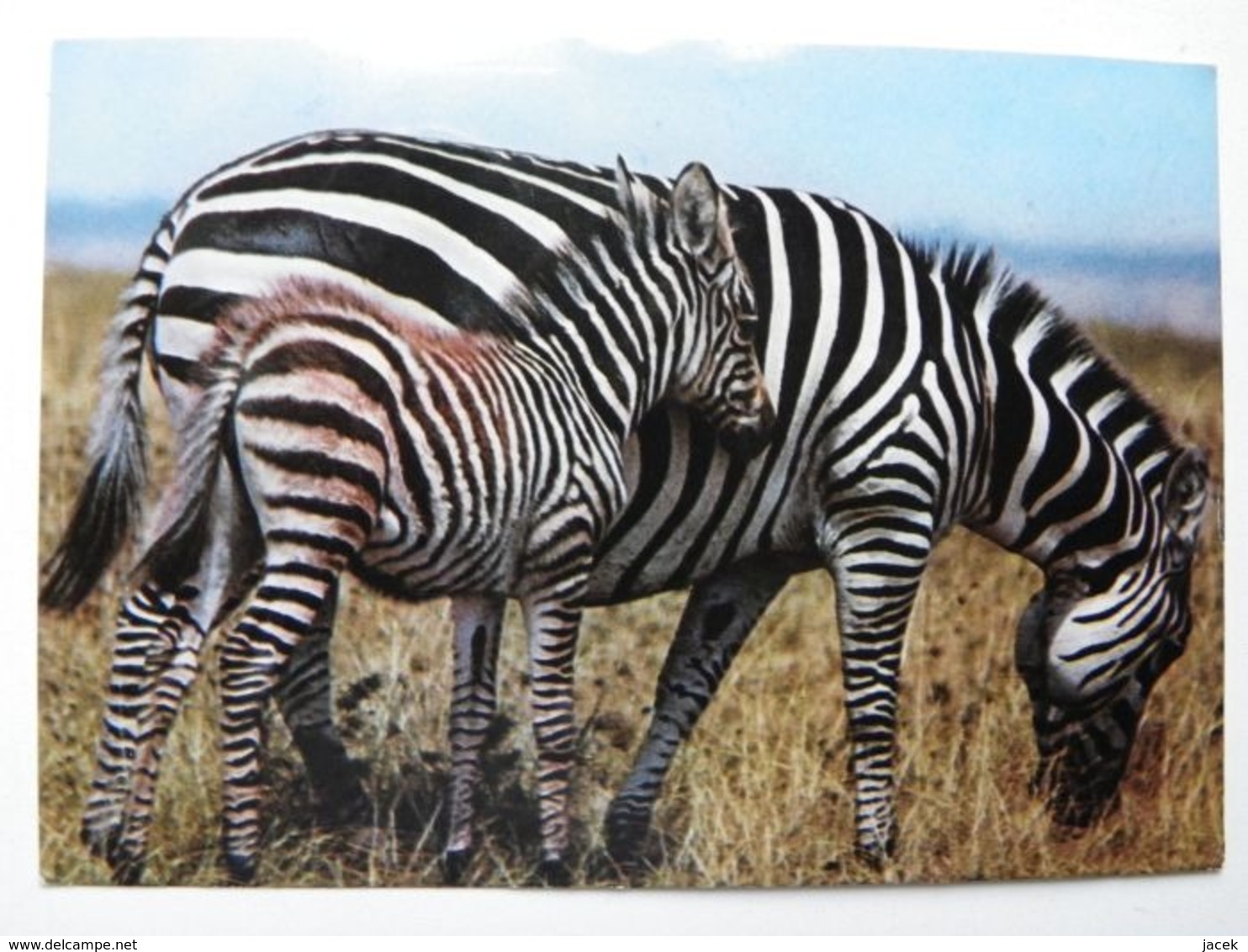 Zebra - Zebre
