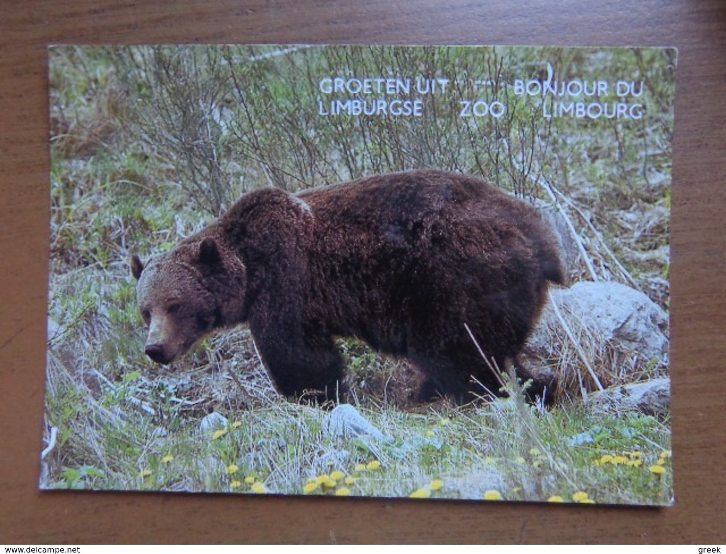 Beer, Grizzly / Groeten Uit Limburgse Zoo -> Onbeschreven - Ours