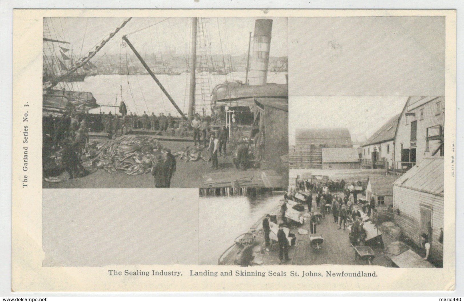 C.P.PICCOLA-  NEWFOUNDLAND  THE  SAILING  INDUSTRY LANDING AND SKINNING SEALS ST. JOHNS  2  SCAN    (NUOVA) - St. John's