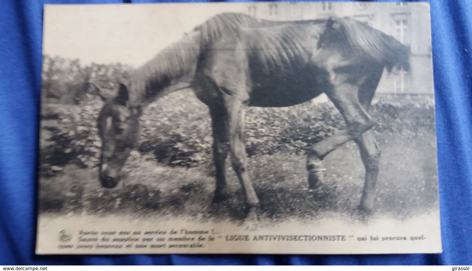 CPA CHEVAL DECHARNE LIGUE ANTIVIVISECTIONNISTE ED NELS MOUSTY IXELLES - Caballos