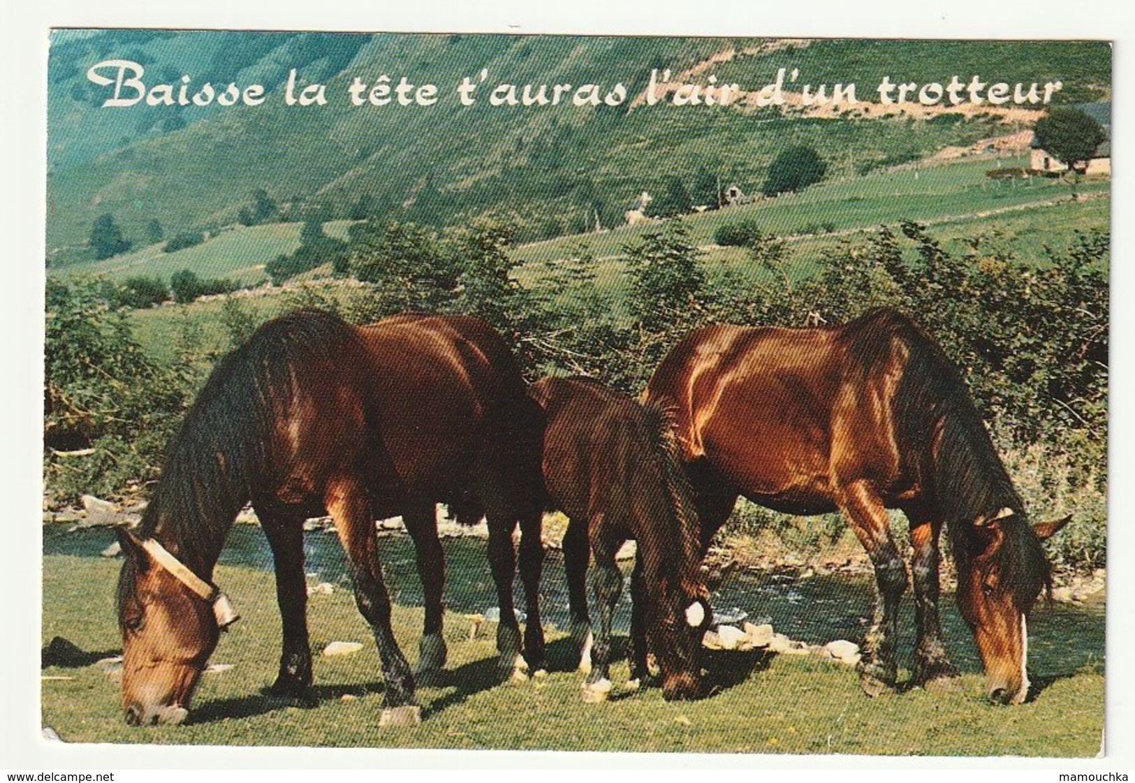 Baisse La Tête T'auras L'air D'un Trotteur - Carte Humoristique - Chevaux - (8085) - Horses
