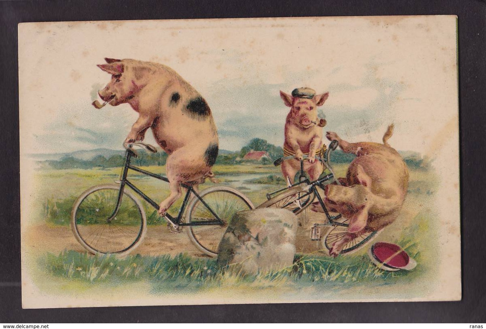 CPA Cochon Pig Non Circulé Vélo Cycle Chute - Cerdos