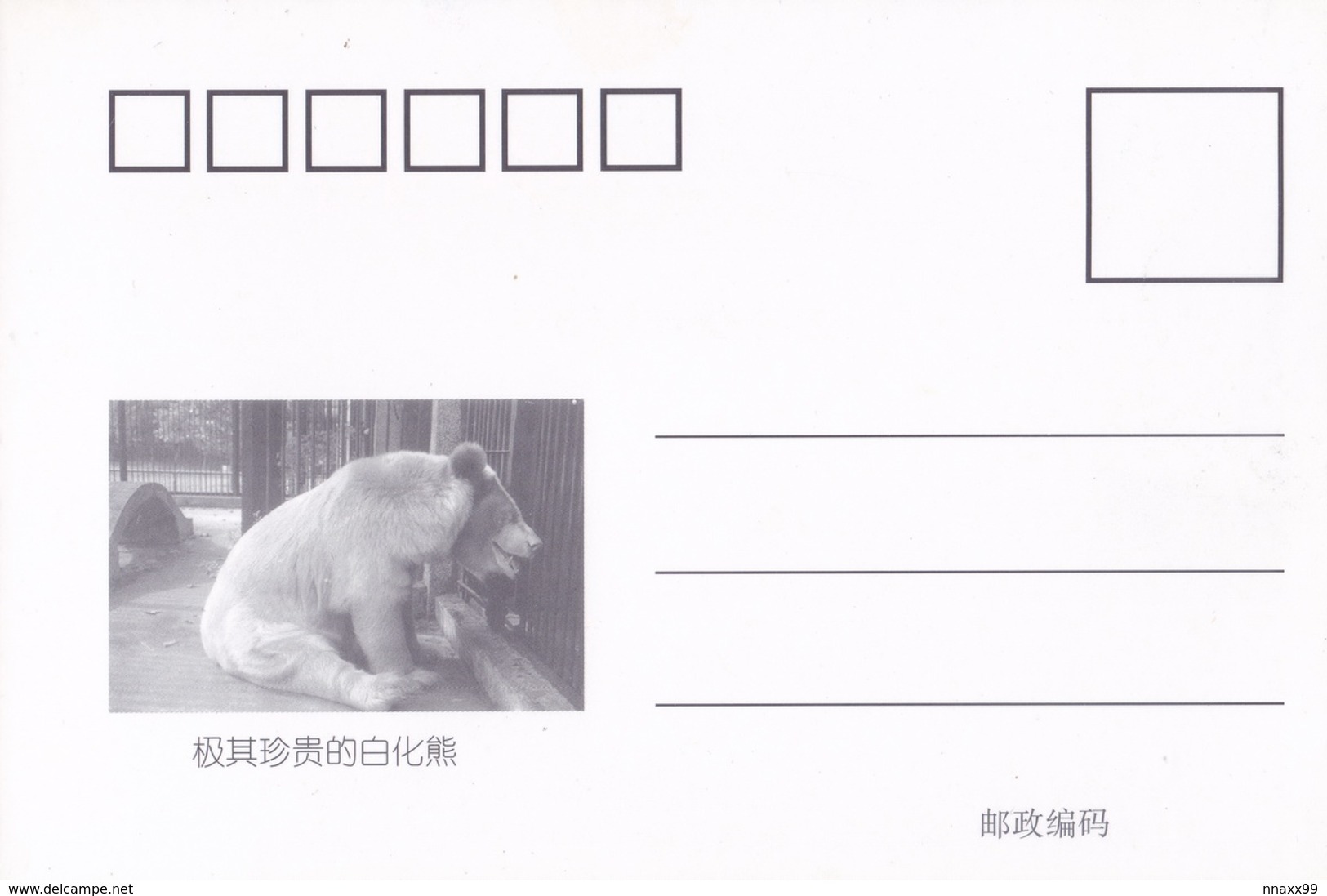 China - Animal Star In Wuhan Zoo, Rare Albinism Asian Black Bear XIAO BAI Came From Shennongjia - Beren