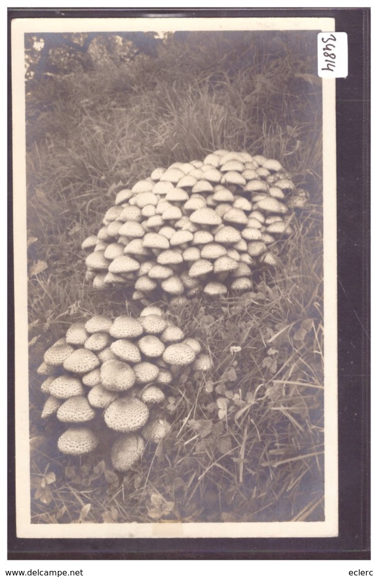 CHAMPIGNONS - TB - Champignons