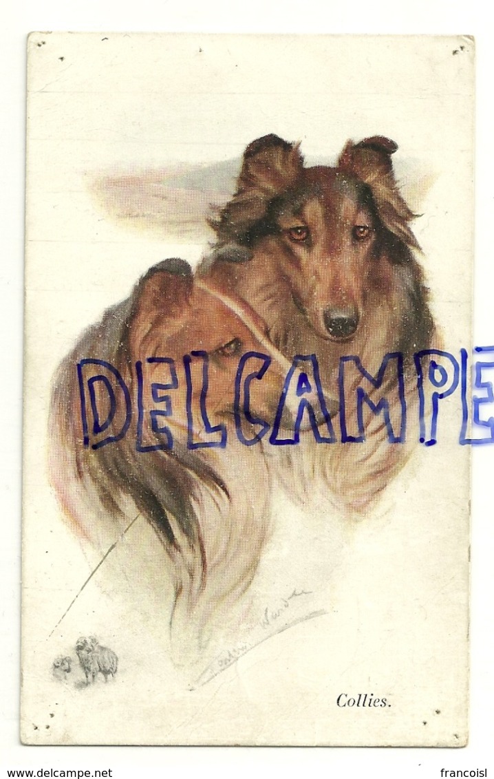 Chien. Collies. Deux Colley (lassie) - Chiens