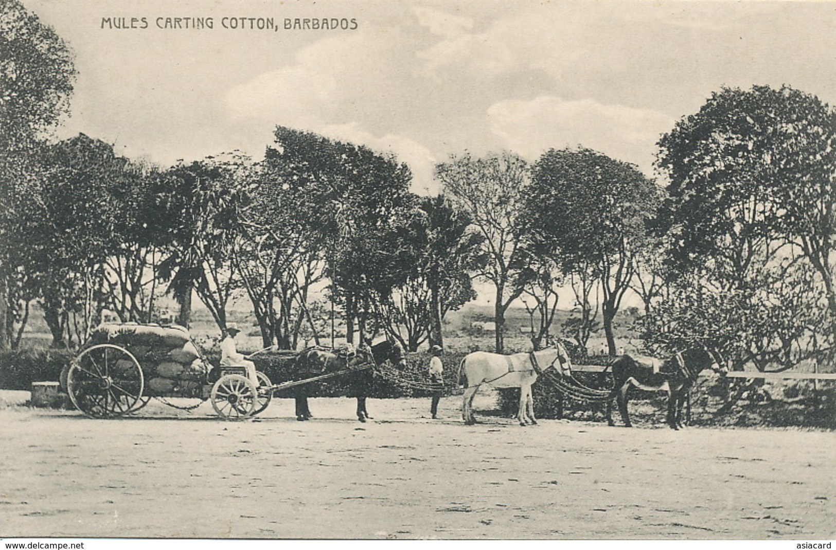 Barbados Mules Carting Cotton. Attelage Anes Coton . - Barbades