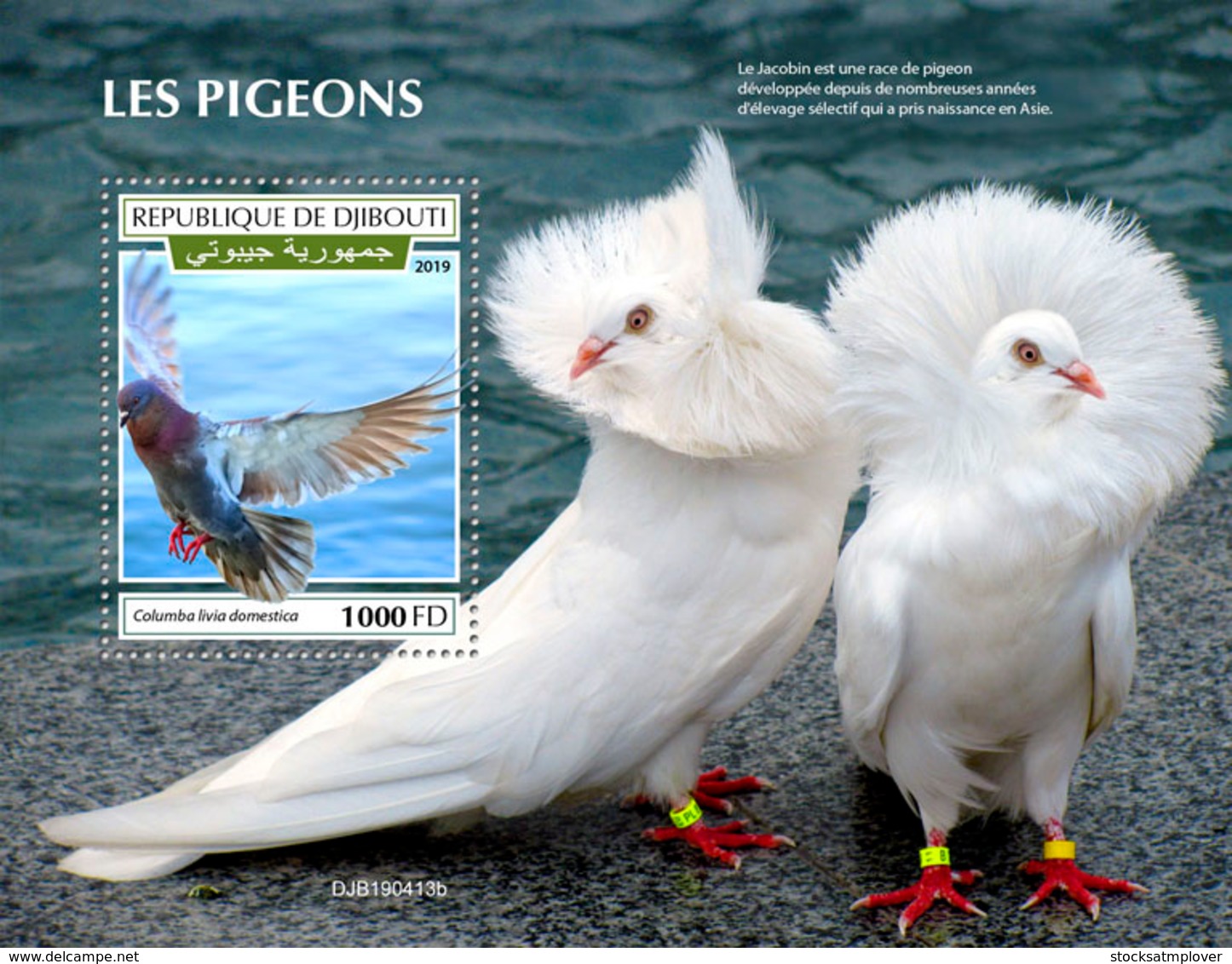 Djibouti 2019 Fauna Pigeons S201909 - Dschibuti (1977-...)