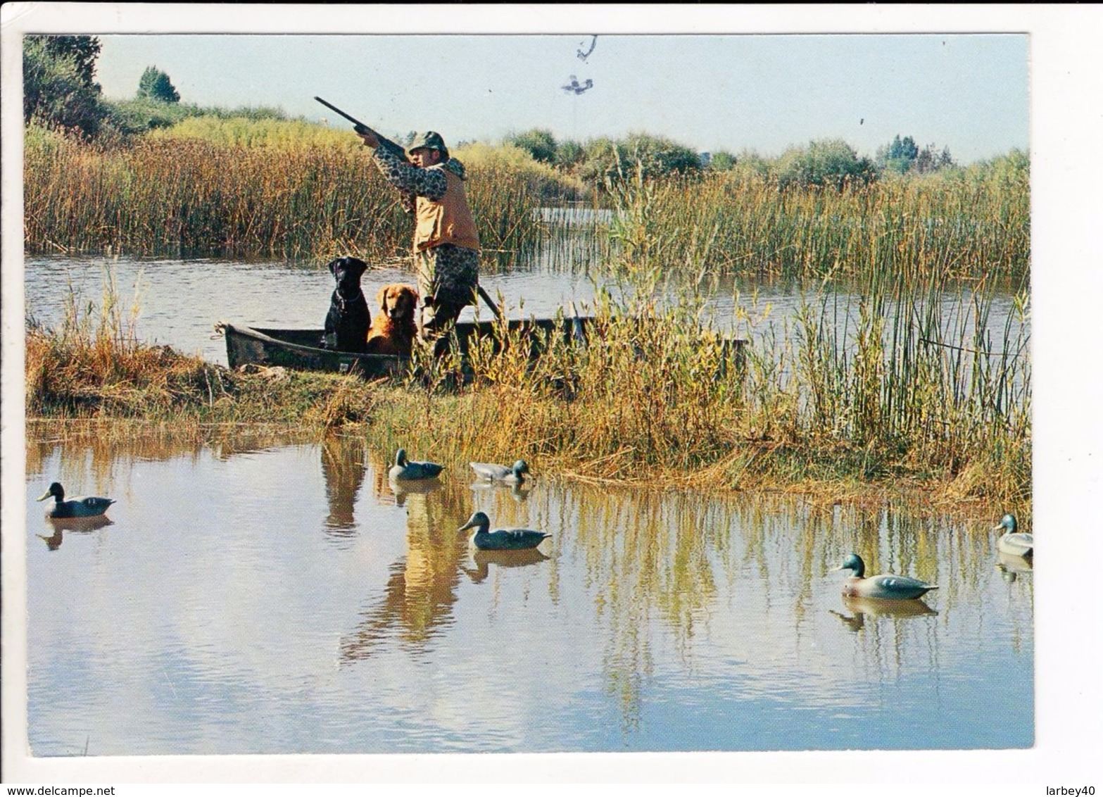 Cp Carte Postale   - Chasse - Chasse