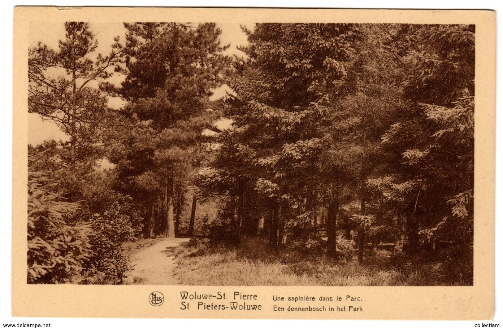 WOLUWE-ST-PIERRE - Une Sapinière Dans Le Parc - Woluwe-St-Pierre - St-Pieters-Woluwe