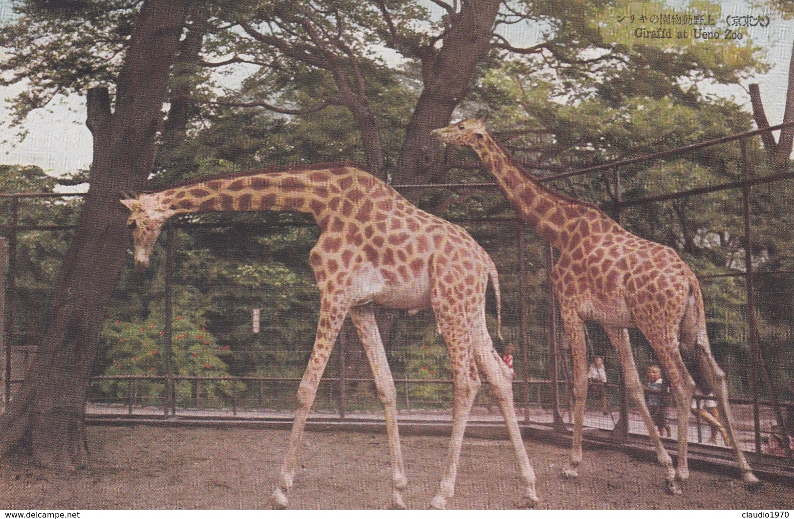 CARTOLINA - POSTCARD - GIAPPONE - TOKYO - GIRAFFD AT UENO ZOO - Tokio