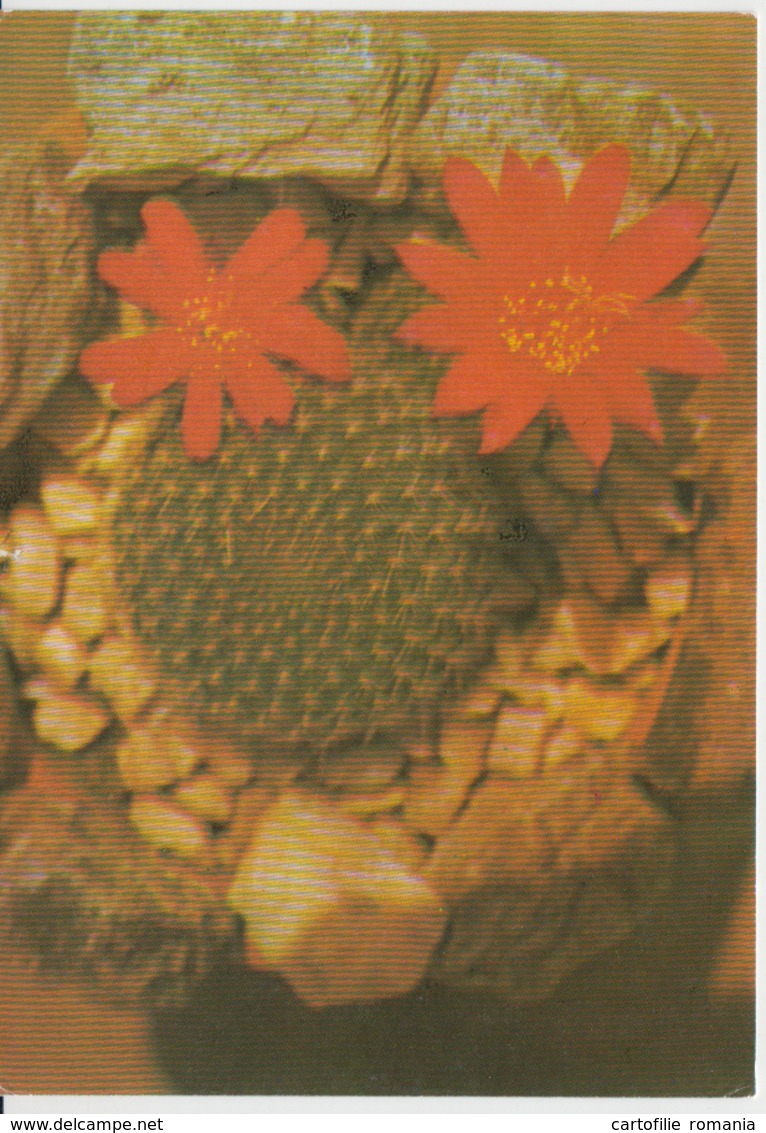 Flowers Fleurs Flores Fiori Blumen Bloemen Cactus Kaktus Unused - Cactus