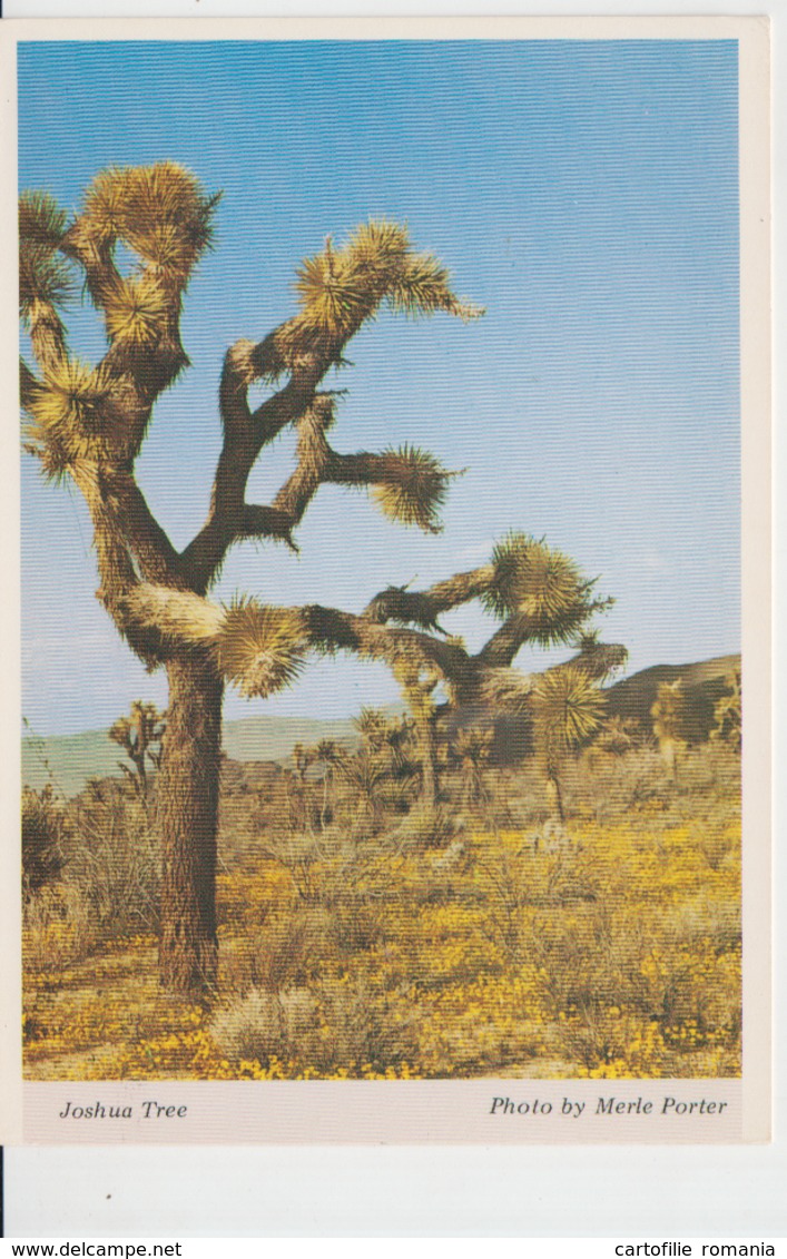 Flowers Fleurs Flores Fiori Blumen Bloemen Cactus Kaktus Yucca Brevifolia Unused - Cactusses