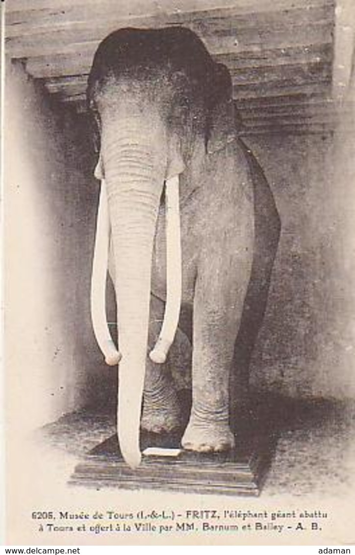 Indre Et Loire        697        Tours.Musée.Fritz L'éléphant Géant Abattu à Tours Et Offert à La Ville Par Barnum Et Ba - Tours