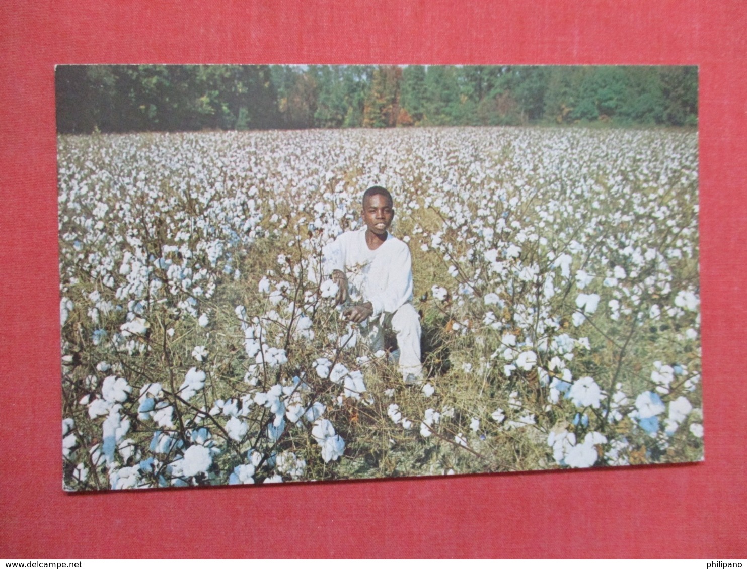 > Black Americana  Cotton Being Harvested   -ref 3667 - Black Americana