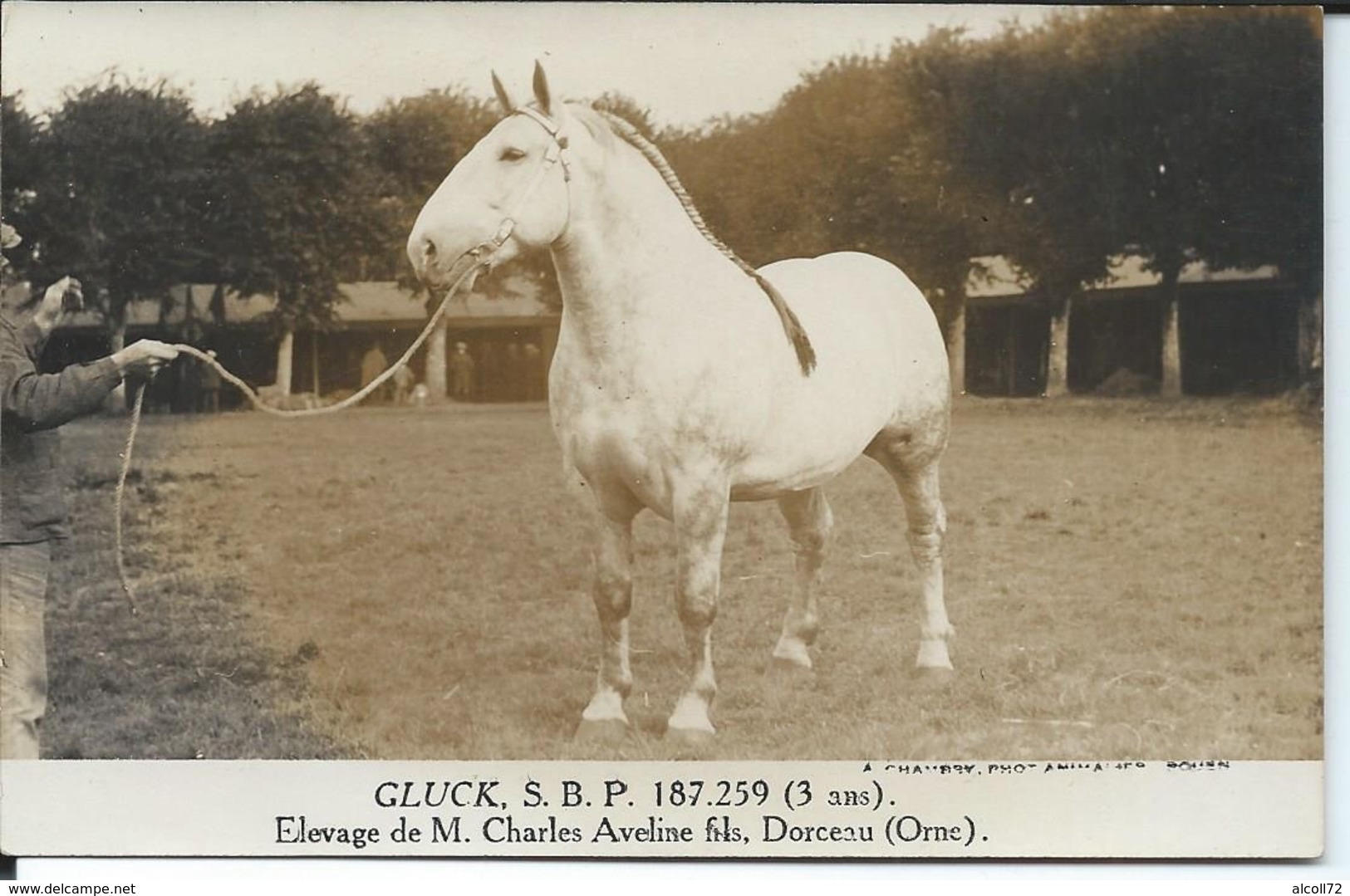 Carte Photo:Gluck-SBP 187.259-3 ANS.Elevage De M.Charles Aveline Fils Dorceau.Percheron. - Autres & Non Classés