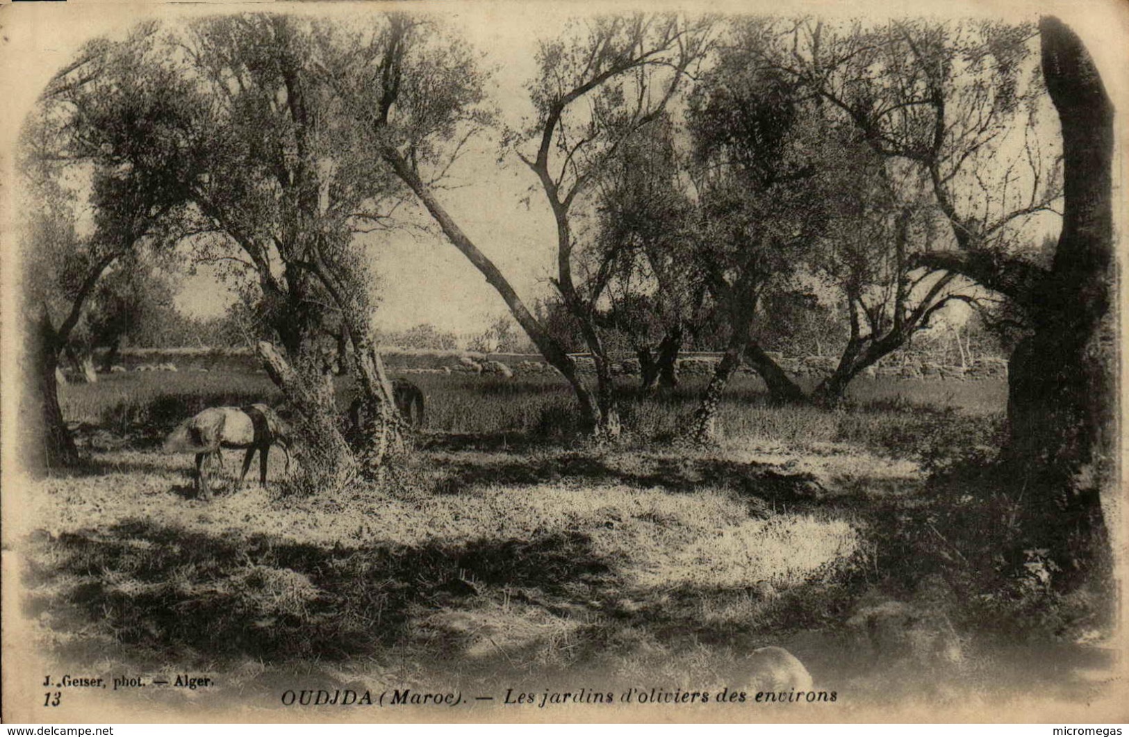 Maroc - OUDJDA - Les Jardins D'oliviers Des Environs - Autres & Non Classés