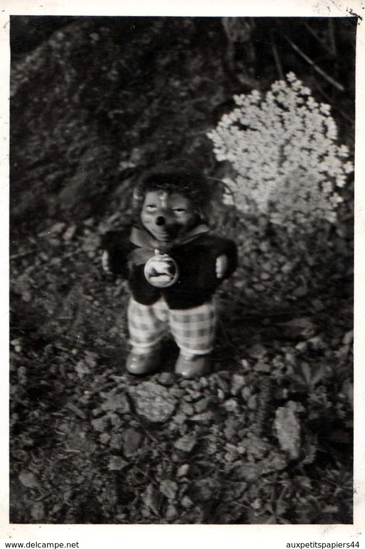 Photo Originale Portrait De Mecki,  Mascotte Du magazine Hörzu Se Promenant Au Jardin Vers 1960 - Automobiles