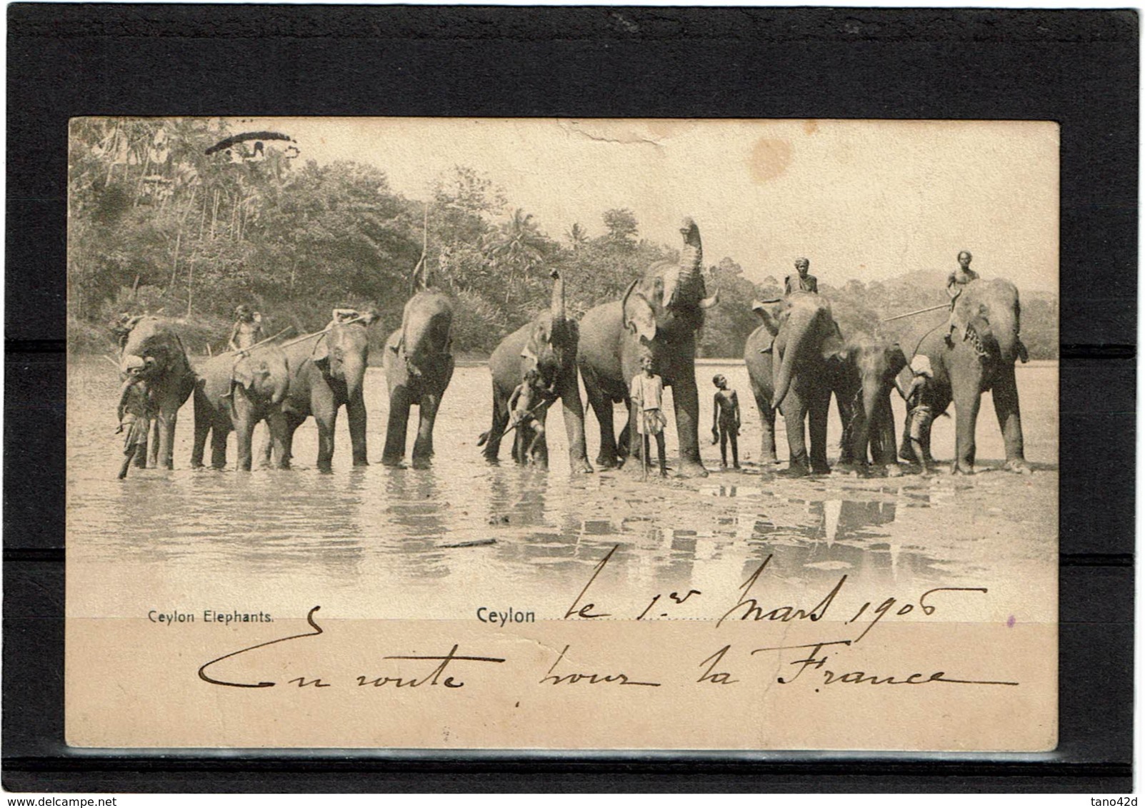 LCTN57/2 - PORT SAID MOUCHON 10c SUR CPA 8/4/1906 THEME ELEPHANTS - Covers & Documents