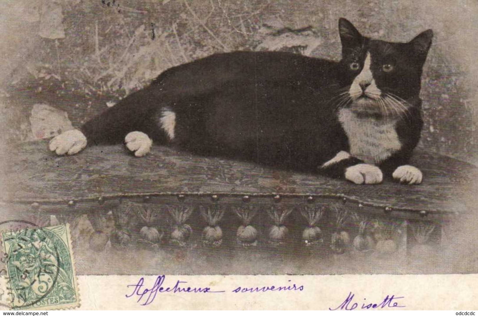 Un Gros Minet Sur Son Pouf   RV De St Affrique Vers Fayet Aveyron - Chats