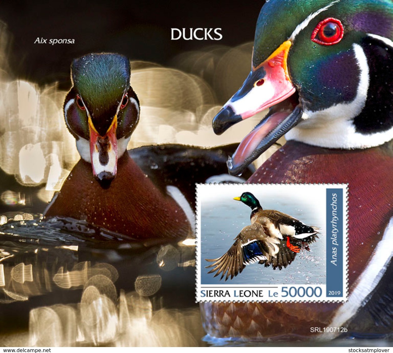 Sierra Leone  2019  Fauna  Ducks S201909 - Sierra Leone (1961-...)