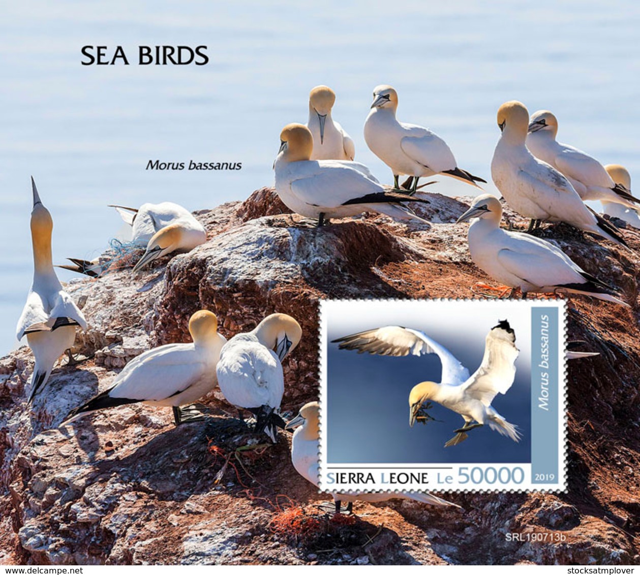 Sierra Leone  2019  Fauna Seabirds  S201909 - Sierra Leone (1961-...)