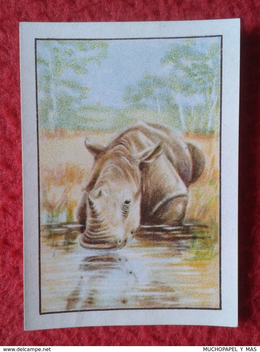 SPAIN ANTIGUO CROMO SMALL OLD COLLECTIBLE CARD RINOCERONTE RHINO RHINOCEROS RHINOS RHINOCEROSES DRINKING WATER.......VER - Otros & Sin Clasificación