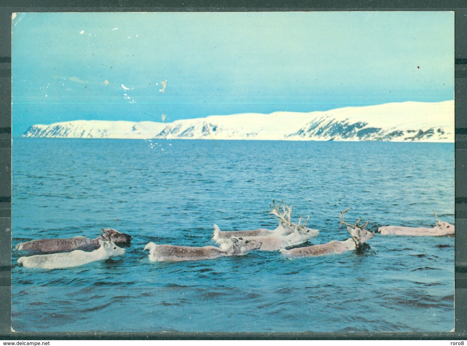NORVEGE - NORWAY - REINDEER SWIMMING ACROSS THE MAGEROY SOUND - Norvège