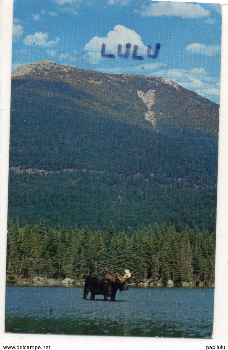 ETATS-UNIS : Mature Bull Moose In Baxter State Park Northern Maine  , Moutain In Back-ground - Autres & Non Classés