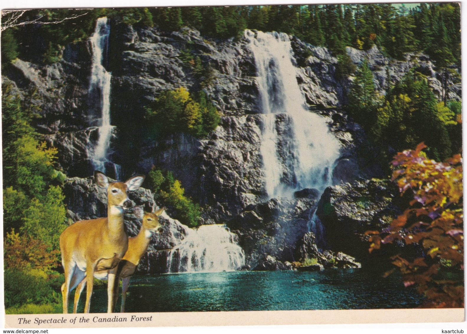 The Spectacle Of The Canadian Forest - 'Nature's Wonderland' - (Jasper, Canada, 1973) - Jasper