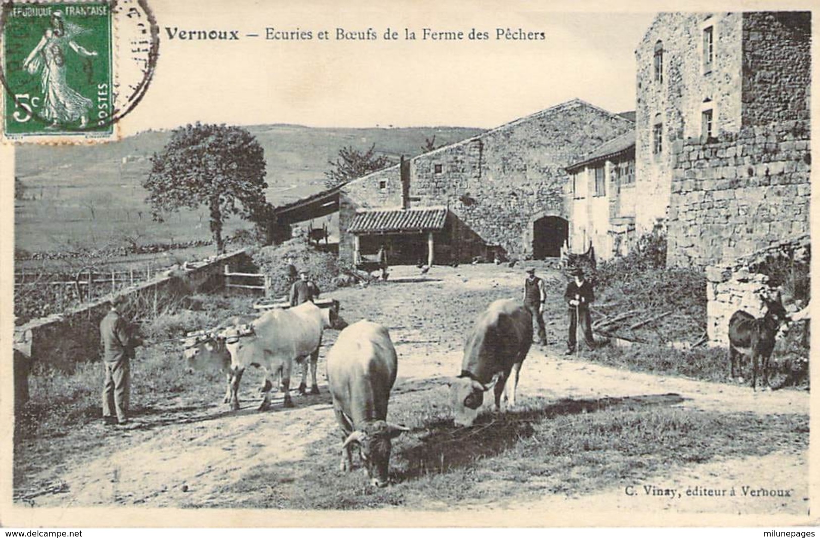 07 ARDECHE Les Boeufs Sortant Des écuries De La Ferme Des Pêchers à VERNOUX - Vernoux