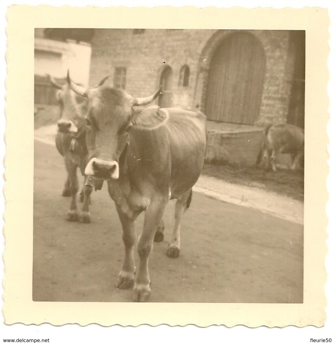 PHOTO - Boeuf Gris De Hongrie .8,2cm X 8,2cm. - Autres & Non Classés