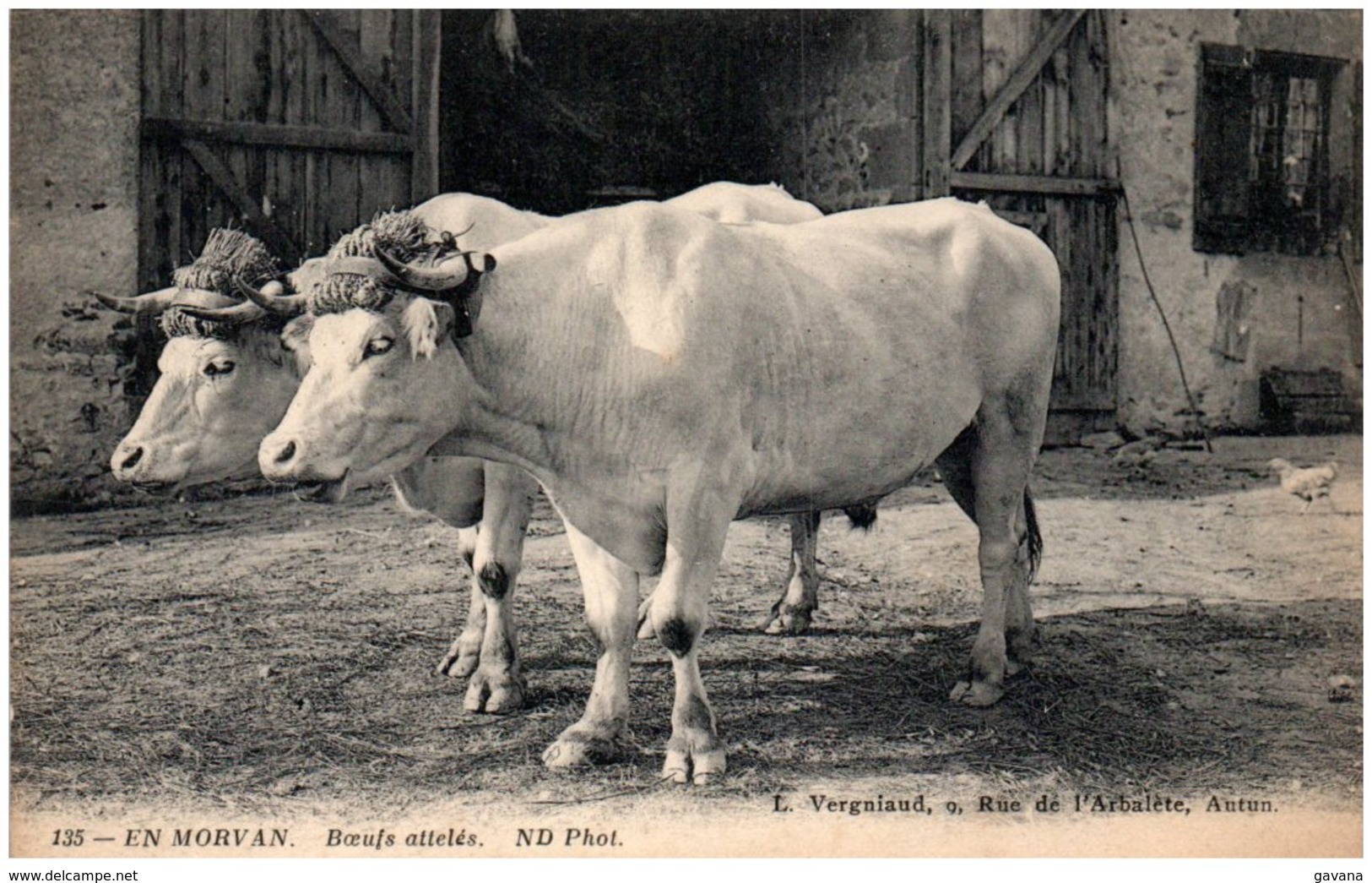 58 EN MORVAN - Boeurs Attelés - Other & Unclassified