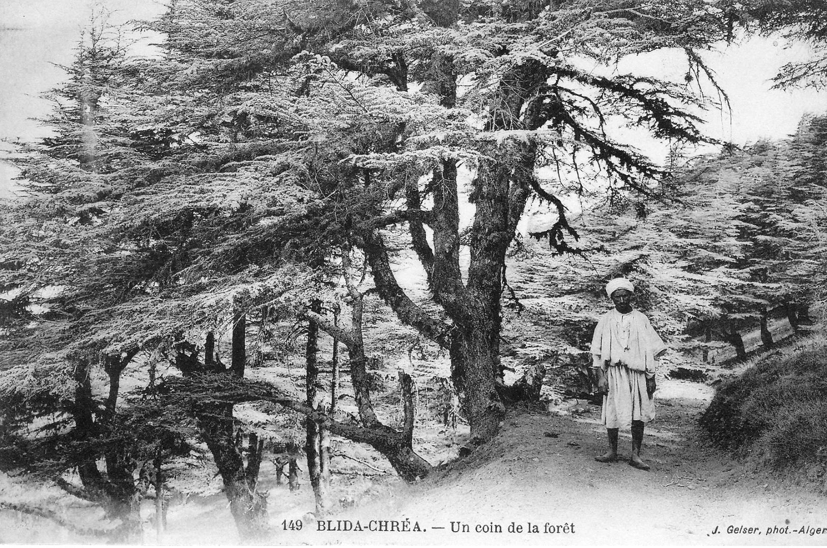 Blida-Chréa Un Coin De La Forêt - Blida