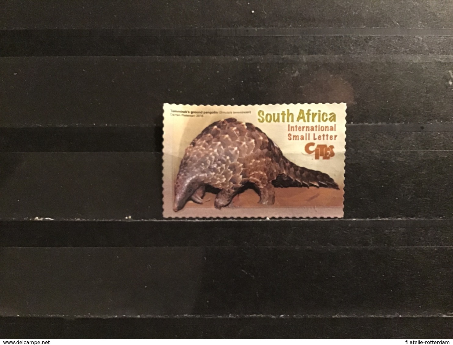 Zuid-Afrika / South Africa - Cites, COP17 2016 - Usados