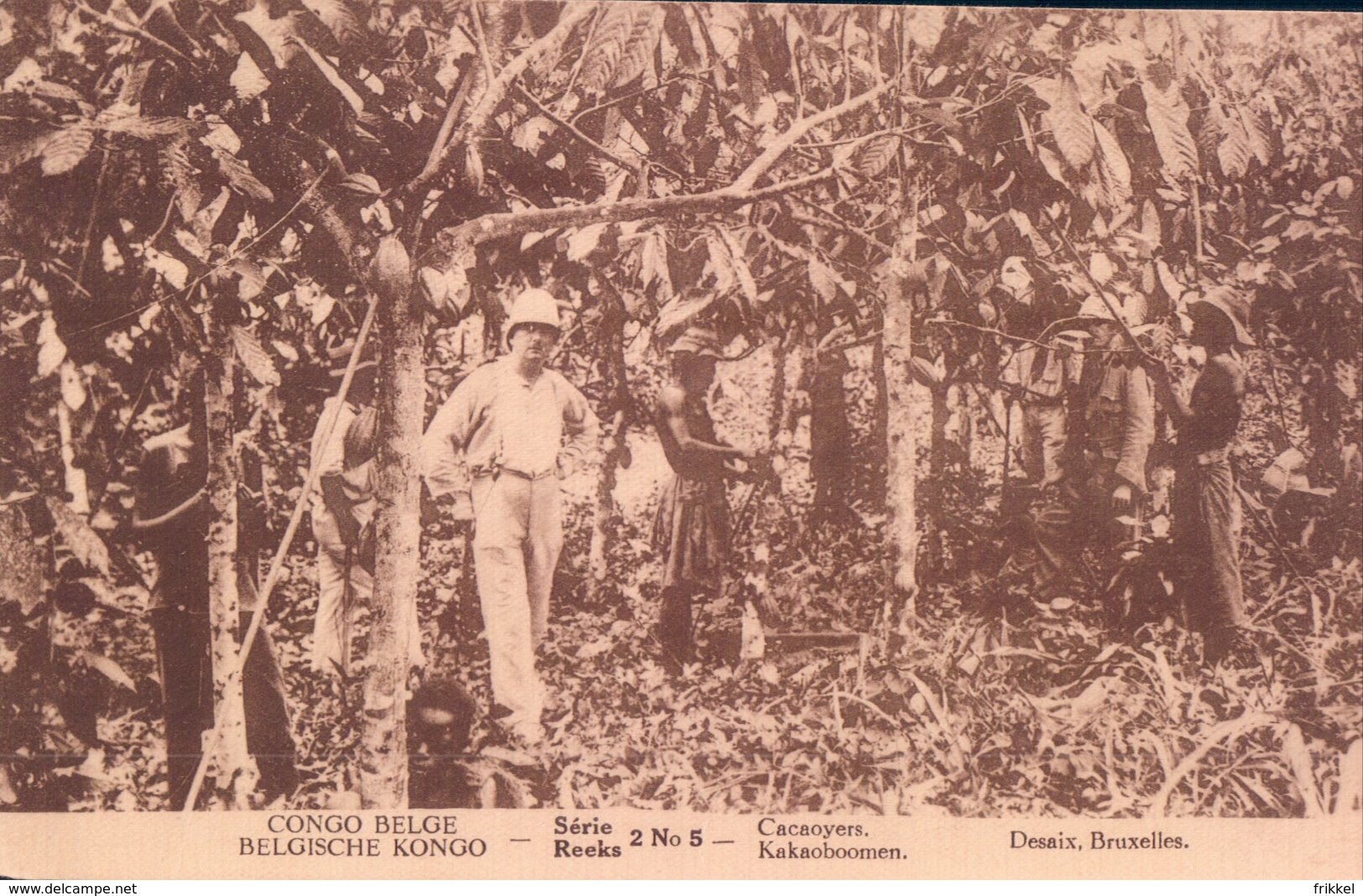 Cacaoyes Kakaoboomen ( Congo Belge Belgisch Kongo ) - Congo Belge