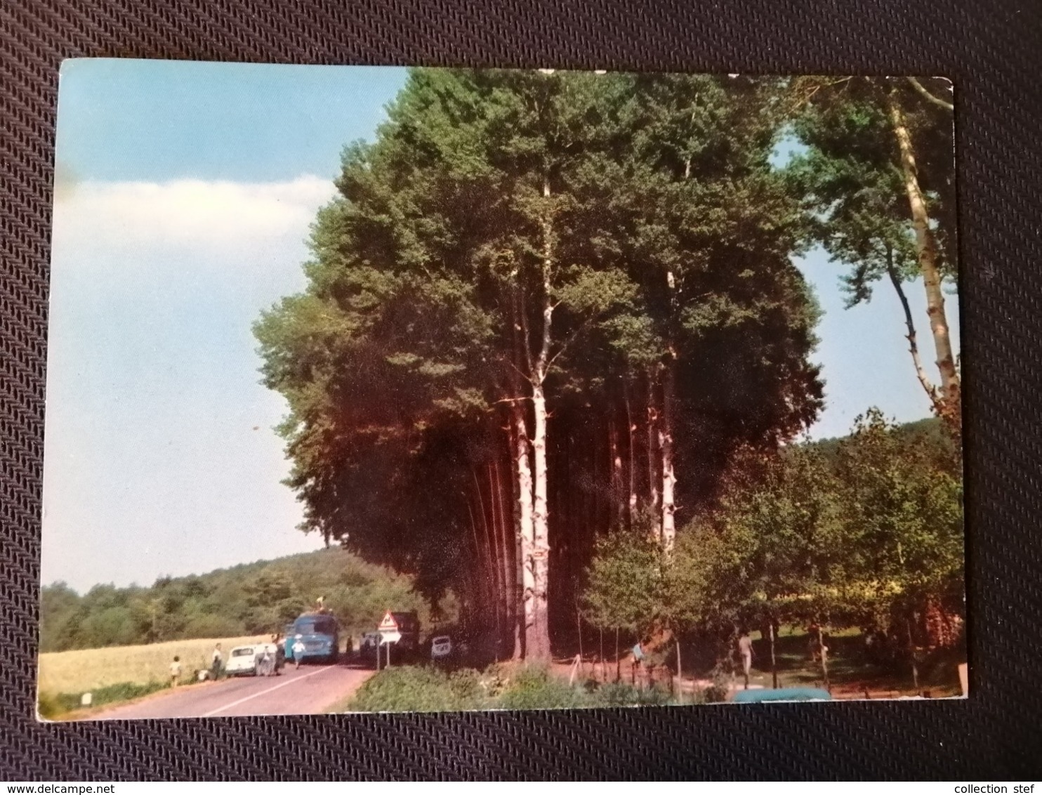 CARTOLINA ANTICA-GAMBARIE D'ASPROMONTE-REGGIO CALABRIA-STAZIONE CLIMATICA ESTIVA E INVERNALE-'900 - Altri & Non Classificati