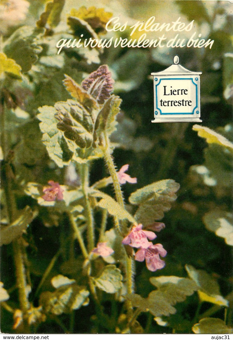 Fleurs - Plantes médicinales - Cliché Monique Berard - Lots - Lot de 16 cartes N°H1 à H16 - bon état