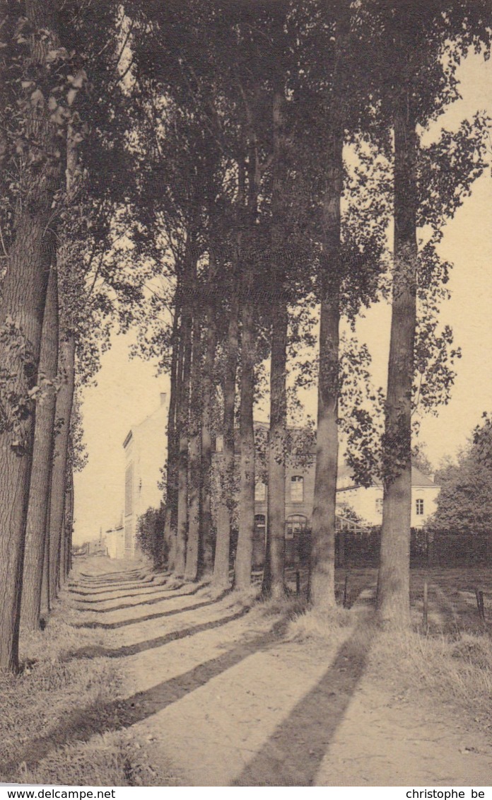 Sirault, Collège Du Christ Roi, L'avenue  Des Peupliers (pk61830) - Saint-Ghislain