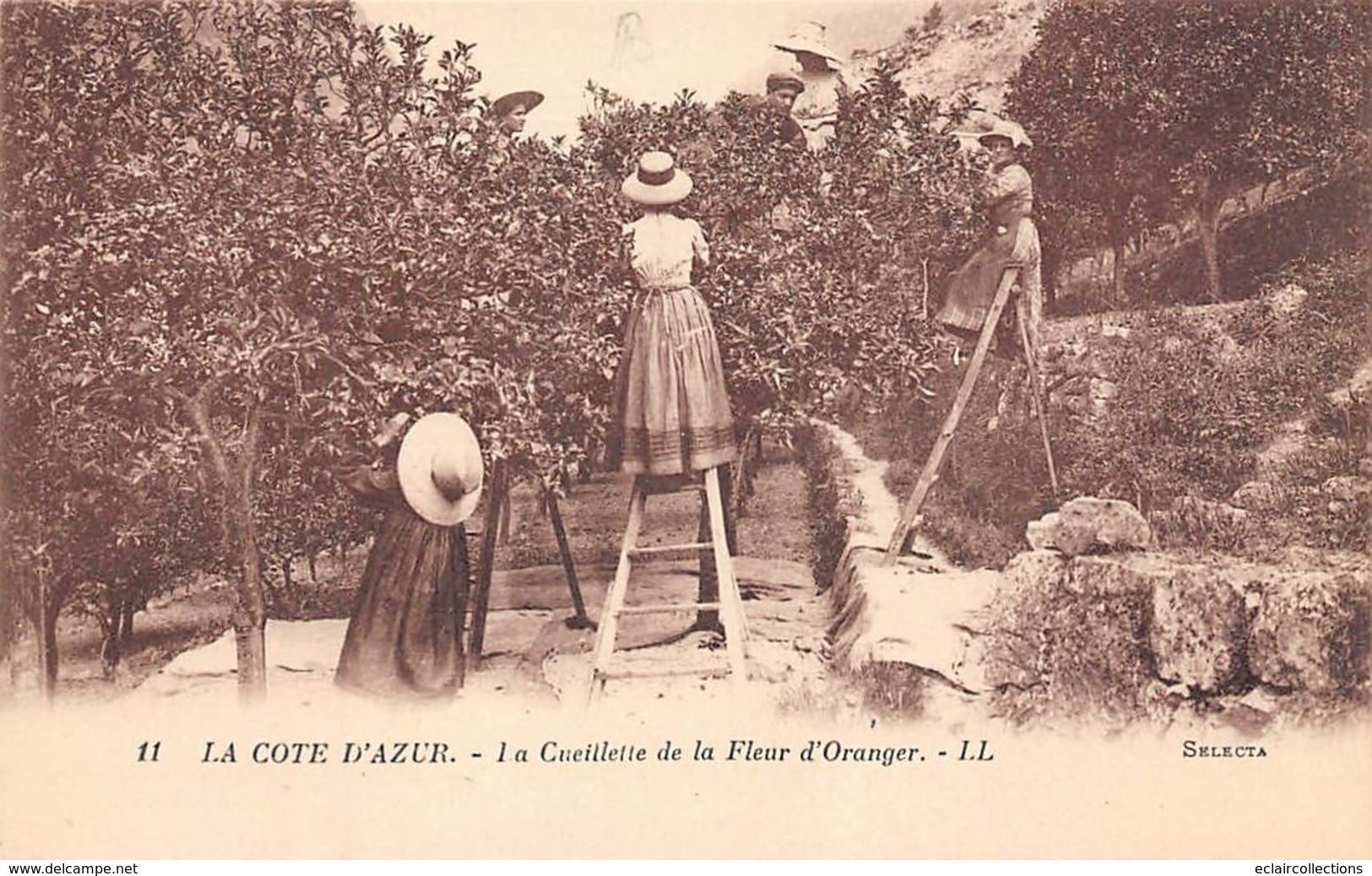 Thème  Métiers .    Agriculture .. Côte D'Azur    La Cueillette Des Fleurs D’orangers     Lot De 6 Cartes    (voir Scan) - Landwirtschaftl. Anbau