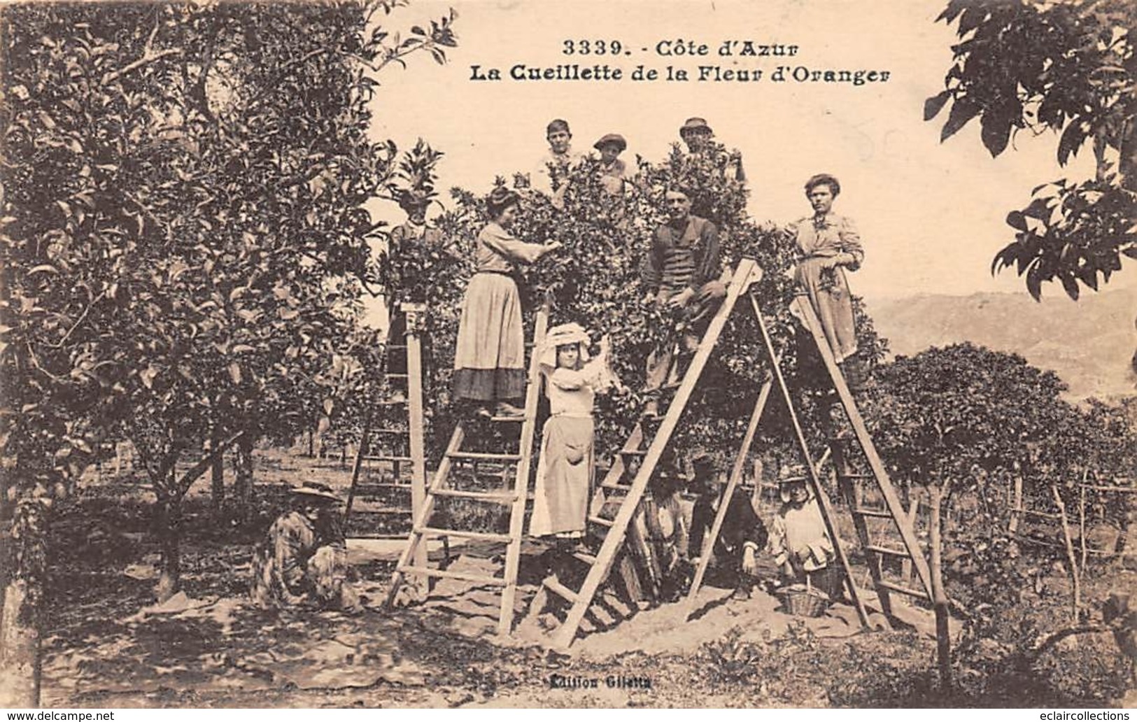 Thème  Métiers .    Agriculture .. Côte D'Azur    La Cueillette Des Fleurs D’orangers     Lot De 6 Cartes    (voir Scan) - Cultivation