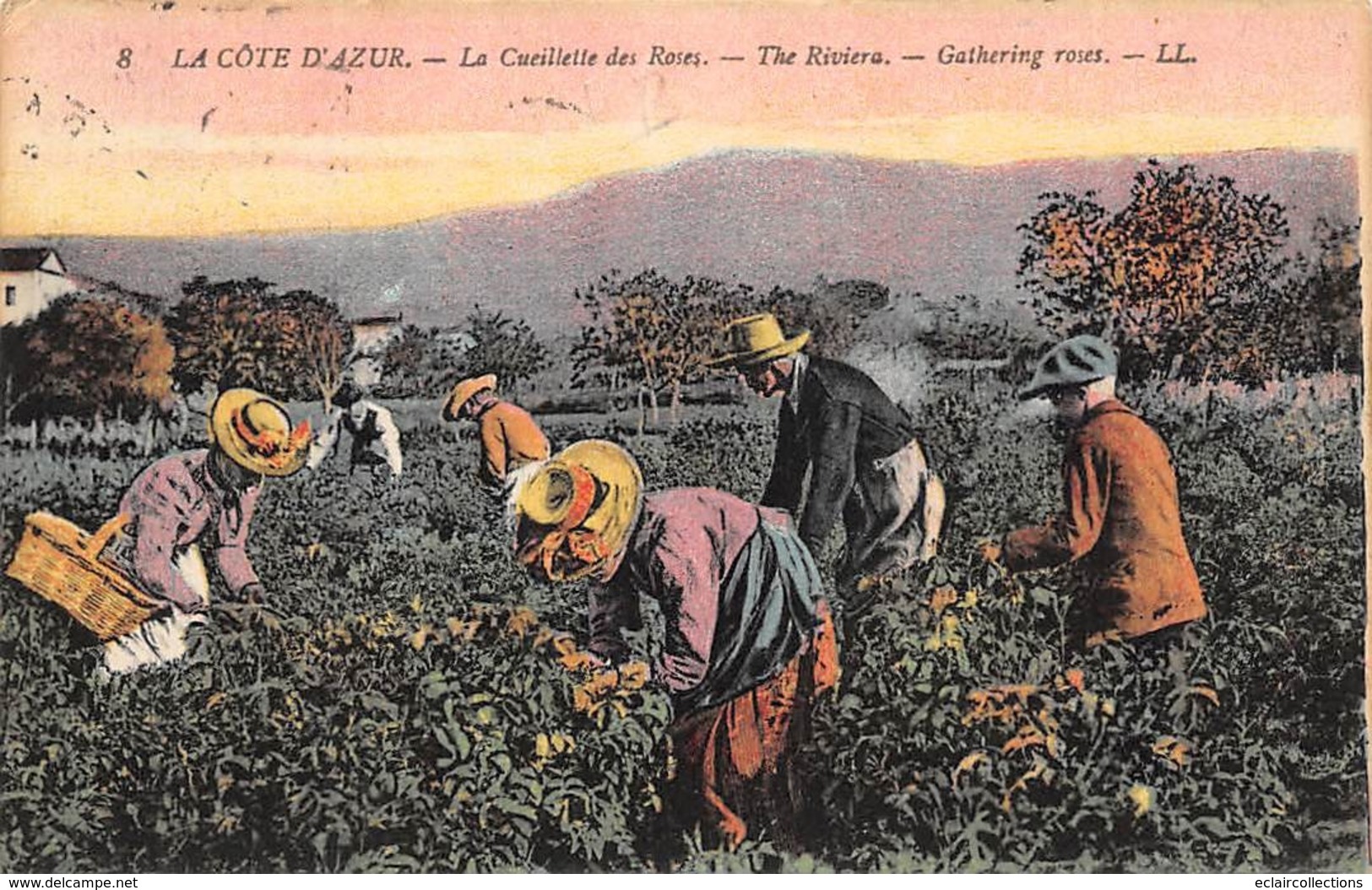 Thème  Métiers .    Agriculture .. Côte D'Azur    La Cueillette Des Roses      Lot De 6 Cartes (voir Scan) - Cultivation