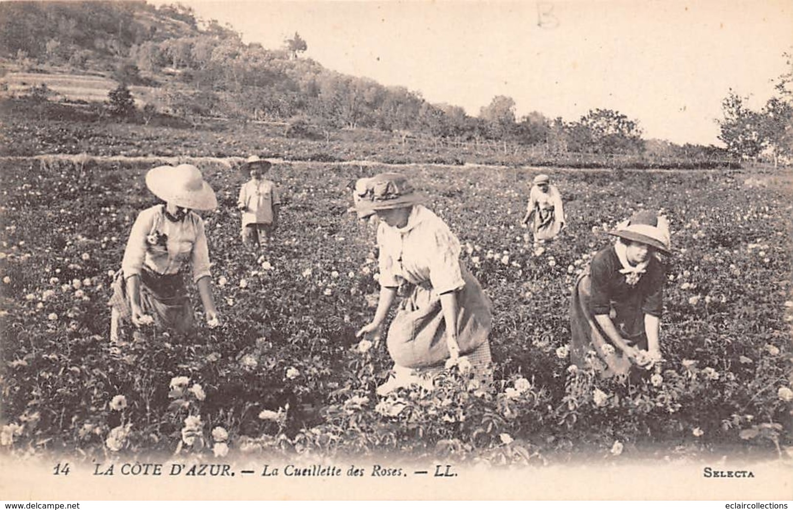 Thème  Métiers .    Agriculture .. Côte d'Azur    La cueillette des Roses      Lot de 6 cartes (voir scan)