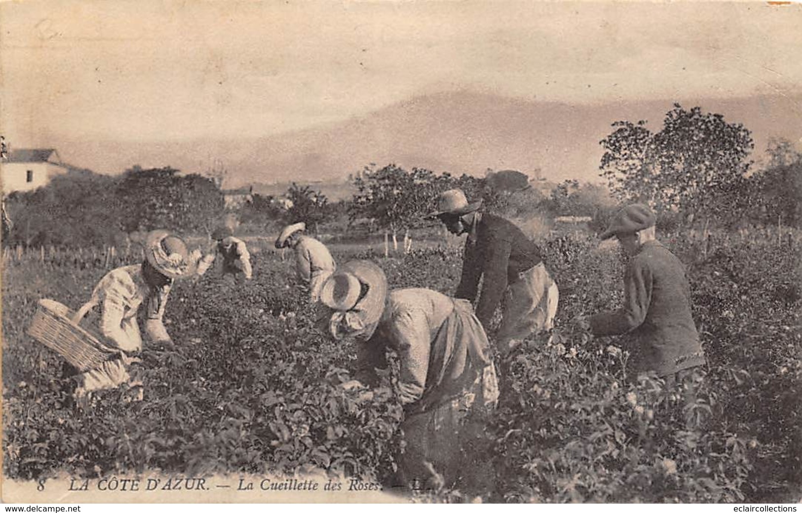 Thème  Métiers .    Agriculture .. Côte d'Azur    La cueillette des Roses      Lot de 6 cartes (voir scan)