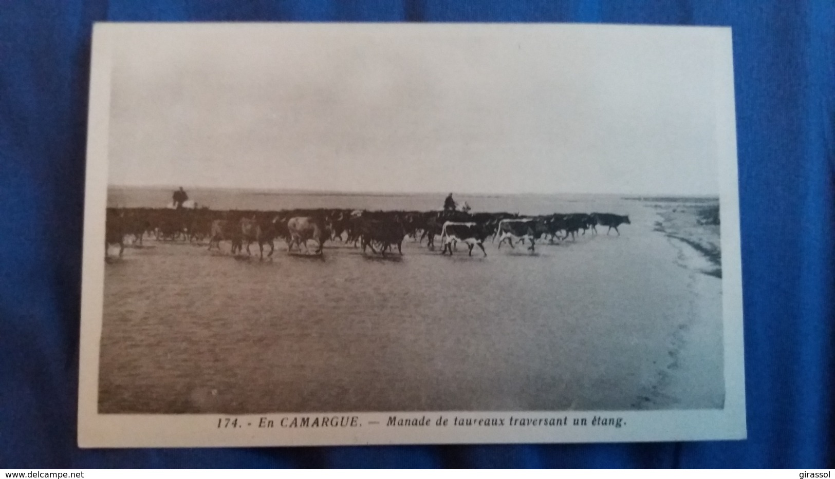 CPA CHEVAL MONTE EN CAMARGUE MANADE DE TAUREAUX TRAVERSANT L ETANG 174 PHOTO GEORGE - Bull