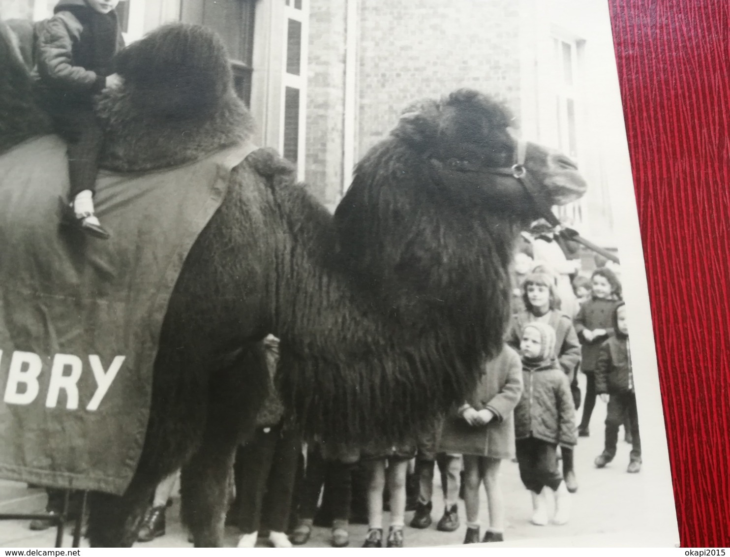 ENFANT SUR UN CHAMEAU DANS UNE COUR DE RÉCRÉATION ÉCOLE DE BELGIQUE  UNE  PHOTO ORIGINAL - Personnes Anonymes