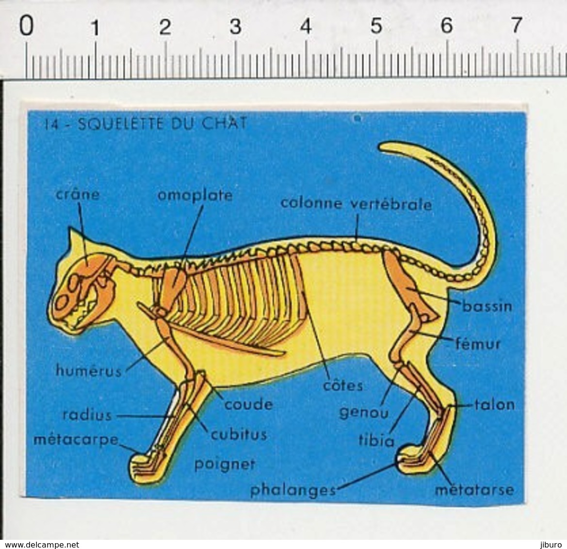 Image Papier / Chat Anatomie Animale Animal IM 14/46 - Autres & Non Classés