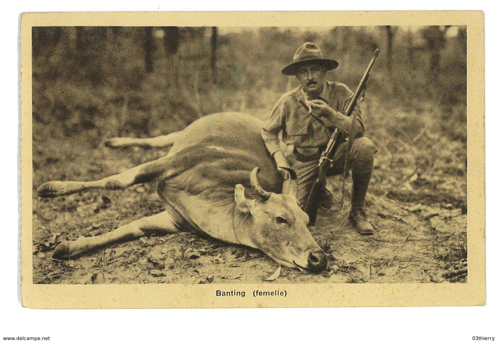 CPA VIET-NAM BANTING FEMELLE Chasseur - Viêt-Nam