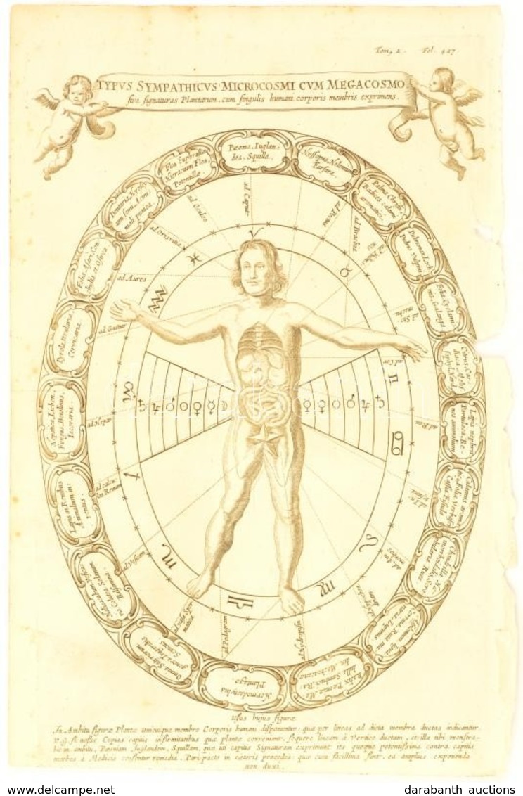 1682 Typus Sympathicus Microcosmi Cum Megacosmo Sive Signaturas Plantarum, Cum Singulis Humani Corporis Membris Exprimen - Prints & Engravings